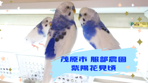 22年千葉服部農園 あじさい屋敷 紫陽花の見頃はいつ 現在の開花状況も Curious Nostalghia