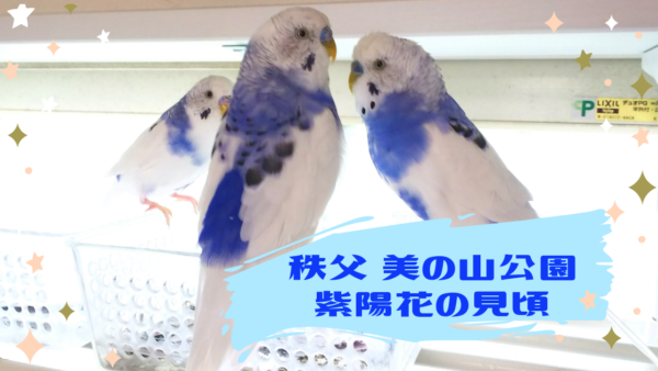 21年埼玉美の山公園紫陽花 アジサイ の見頃はいつ 現在の開花状況も Curious Nostalghia