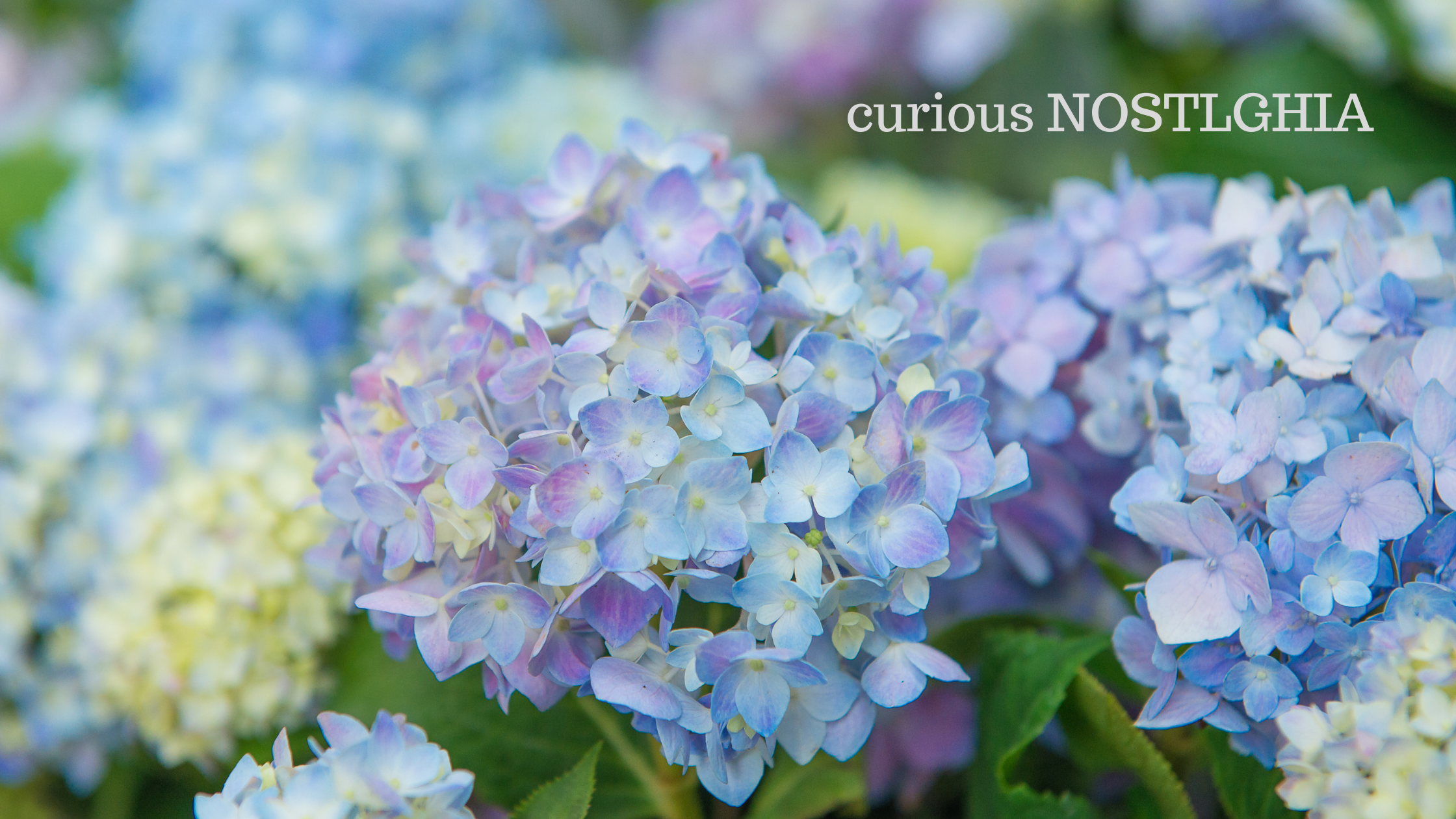 22年の山形出塩文殊堂の紫陽花 あじさい 見頃はいつ 現在の開花状況も Curious Nostalghia